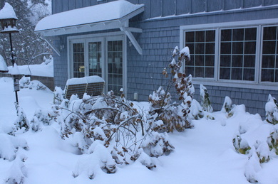 Arcadia Gardens, LLC Kousa in snow
